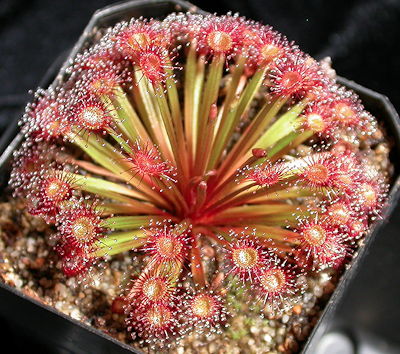 Sundew Drosera petiolaris